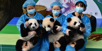 Ganggu Panda di Sini, Akibatnya Bisa Miris!