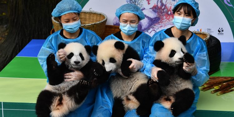 Ganggu Panda di Sini, Akibatnya Bisa Miris!