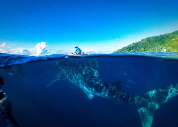 Bercanda dengan Hiu di Teluk Saleh