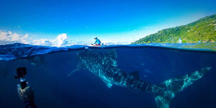 Bercanda dengan Hiu di Teluk Saleh