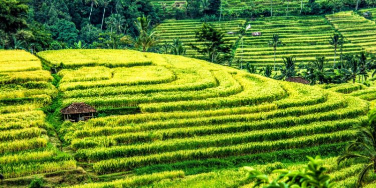 Ilustrasi irigasi Subak di Bali yang jadi destinasi wisata alam.