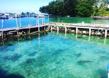5 Rekomendasi Lokasi Wisata Laut yang Bisa Berenang Bareng Hiu, Seru, Menegangkan, dan Bikin Deg-degan