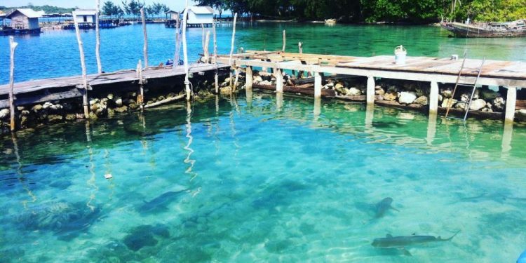 5 Rekomendasi Lokasi Wisata Laut yang Bisa Berenang Bareng Hiu, Seru, Menegangkan, dan Bikin Deg-degan