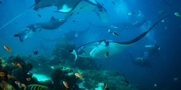 10 Destinasi Selam Terbaik Dunia, No 1 Ada di Indonesia