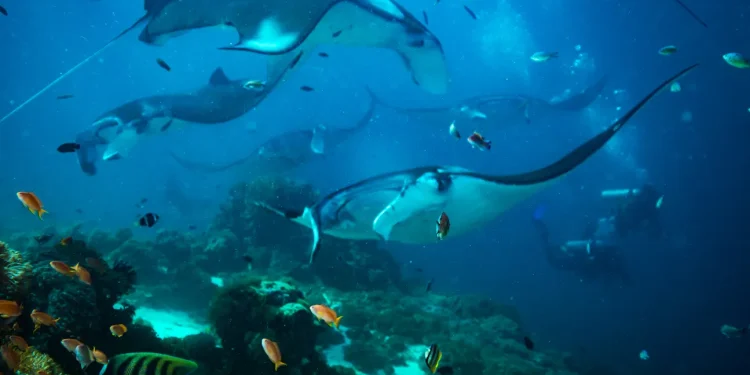 10 Destinasi Selam Terbaik Dunia, No 1 Ada di Indonesia