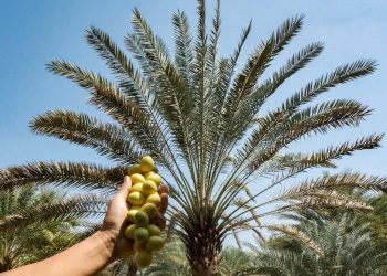 Punya Kurma Park, Pasuruan Bersiap Masuk Daftar Wisata Halal