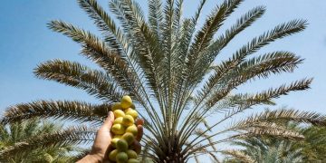 Punya Kurma Park, Pasuruan Bersiap Masuk Daftar Wisata Halal