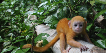 Kualitas Udaranya Oke, Alas Purwo Siap Sambut Sport Tourism